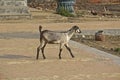 Indian goat