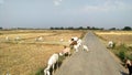 Indian goats close up