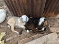 Indian goats on lockdown in there area