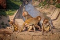 Indian Gold Monkey Family - Agra, India Royalty Free Stock Photo