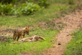 Indian golden jackal or Canis aureus indicus with spotted deer or chital kill in natural green background at bandhavgarh national Royalty Free Stock Photo