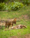 Indian golden jackal or Canis aureus indicus with spotted deer or chital kill in natural green background at bandhavgarh national Royalty Free Stock Photo