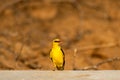 Indian golden oriole or Oriolus kundoo beautiful bird in the oriole family clicked at keoladeo national park, bharatpur Royalty Free Stock Photo