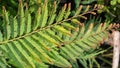 Indian Goose-Berry Leaf