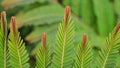 Indian Goose-Berry Leaf