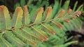 Indian Goose-Berry Leaf