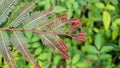 Indian Goose-Berry Leaf