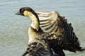 Indian Goose