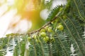 Indian Gooseberries or Amla fruit on tree with green leaf - Phyllanthus emblica traditional Indian gooseberry tree for Ayurvedic