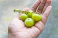 Indian gooseberries on the hand