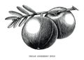 Indian gooseberry fruit vintage engraving illustration isolated