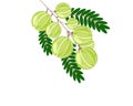 Indian gooseberry fruits or Amla . vector icon illustration