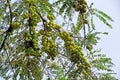 Indian Gooseberry Growing in Tree