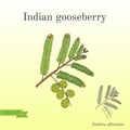 Indian gooseberry with leaves and berries