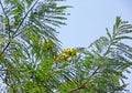 Indian Gooseberry among Lush Foliage