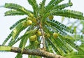 Indian Gooseberry, Phyllanthus Emblica Royalty Free Stock Photo