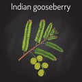 Indian gooseberry Phyllanthus emblica , or emblic myrobalan, robalan, Malacca tree, amla with leaves and berries