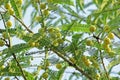 Indian Gooseberry, Phyllanthus Emblica Royalty Free Stock Photo