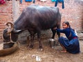 an indian government school girl milking bufflao at stable house in India January 2020