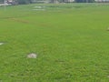 Indian grass field with a green view Royalty Free Stock Photo