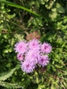 Indian  grass flower typ  parpal colour Royalty Free Stock Photo