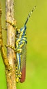 Indian grasshopper