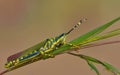 Indian grasshopper