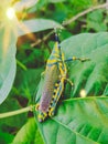 Indian Grasshopper Enjoying on Leaf