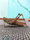 Indian grasshopper photography