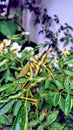 Indian grasshopper on rose plant