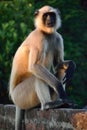 Indian gray langoor monkey full body