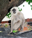 Indian gray langoor monkey sitting on wall Royalty Free Stock Photo