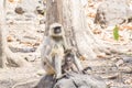 Indian Gray Langur Female with Baby