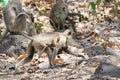 Indian Gray Langur Female with Baby