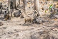 Indian Gray Langur Group and a Female with Baby