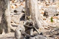 Indian Gray Langur Male and a Female with Baby