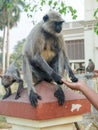 Indian Gray langur monkey being fed peanuts by hand