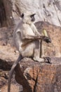 Indian Gray langurs or Hanuman langurs Monkey (Semnopithecus entellus) Royalty Free Stock Photo