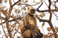 Indian Gray langurs or Hanuman langurs Monkey (Semnopithecus entellus) Royalty Free Stock Photo