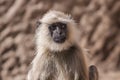 Indian Gray langurs or Hanuman langurs Monkey (Semnopithecus entellus) Royalty Free Stock Photo