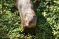 Indian gray mongoose Royalty Free Stock Photo