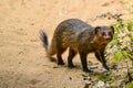 Indian gray mongoose in Minneriya national park, Sri Lanka. Royalty Free Stock Photo