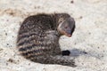 Indian gray mongoose on sand Royalty Free Stock Photo