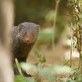 Indian gray mongoose in Sri Lanka Royalty Free Stock Photo