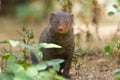 Indian gray mongoose in Sri Lanka