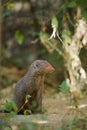 Indian gray mongoose in Sri Lanka