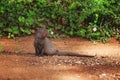 Indian Gray Mongoose, Sri Lanka Royalty Free Stock Photo