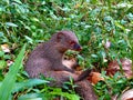 Indian gray mongoose in Srilanka Royalty Free Stock Photo