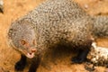 Indian gray mongoose in Yala National Park