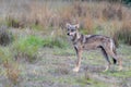 Indian Gray Wolf animal Royalty Free Stock Photo